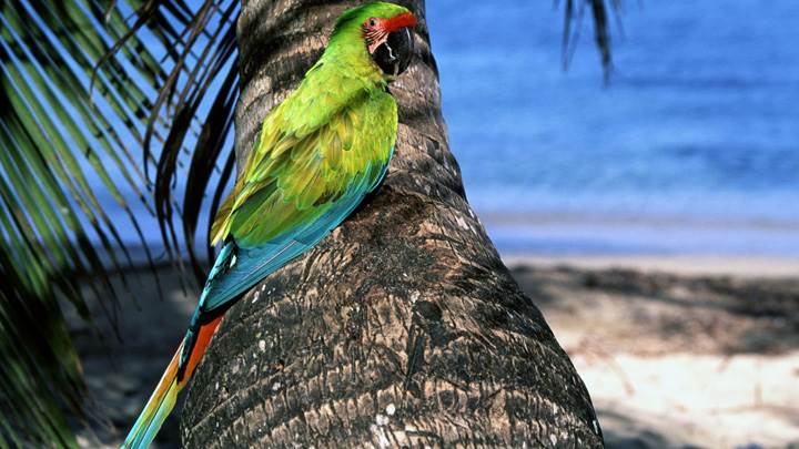 Green Parrot Sitting On A Tree Near Sea